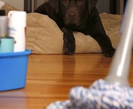 العرض الاول